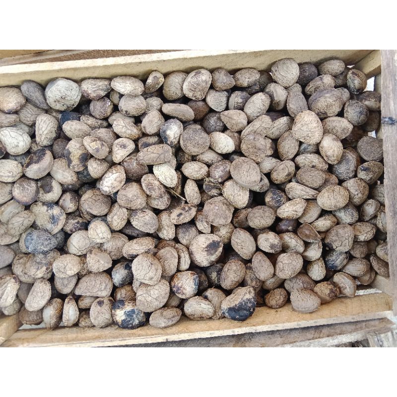Kluwak-Kluwek/Pucung/Kepayang/pcs
