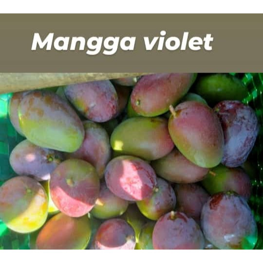 

Mangga Irwin / Violet 1kg