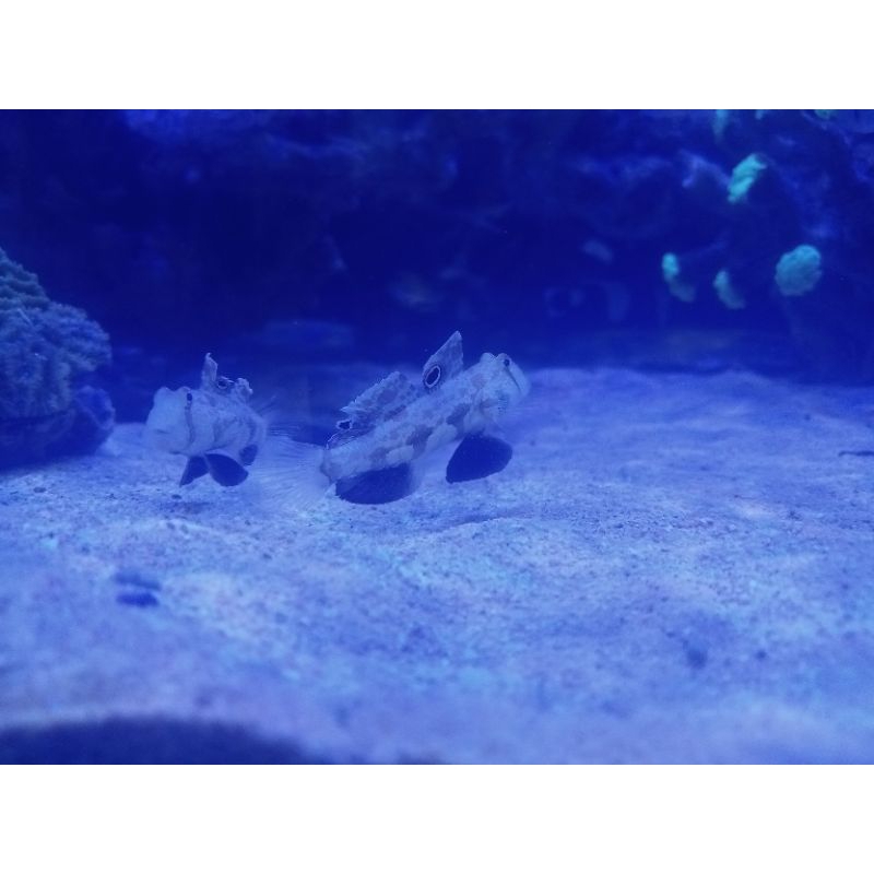 ikan hias laut jabing gajah