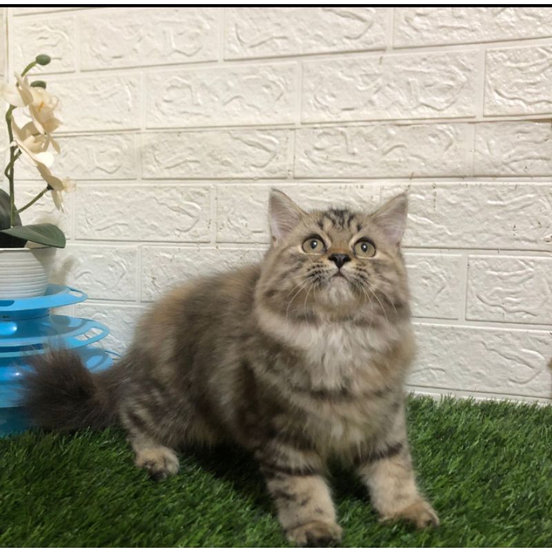 KUCING PERSIA BETINA