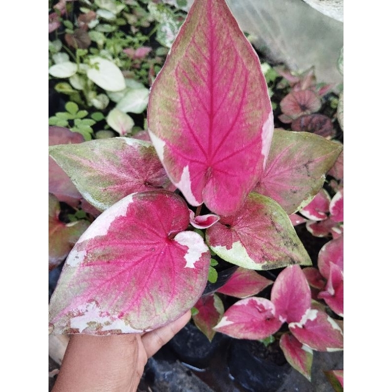 caladium dwi warna anakan