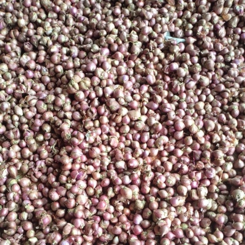 

BAWANG MERAH ALAHAN PANJANG SOLOK SUMBAR 500 GR