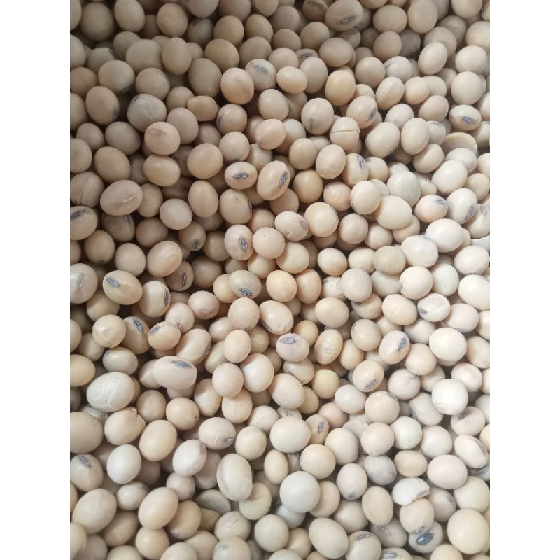 

1 KG KACANG KEDELAI SUPER - Kacang kedelai susu - kedelai tempe - kembang tahu