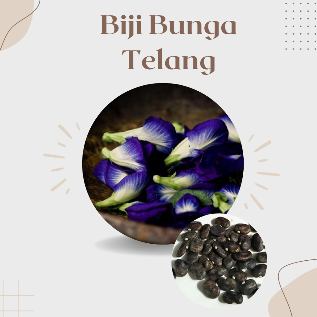 

Biji Bunga Telang 10 Pcs