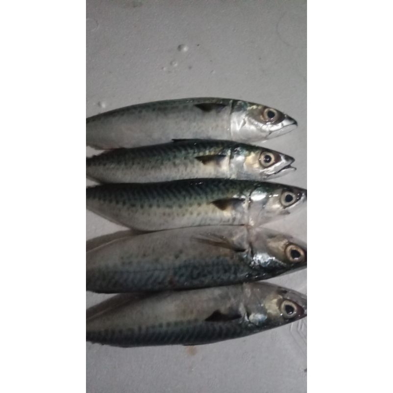 

ikan laut