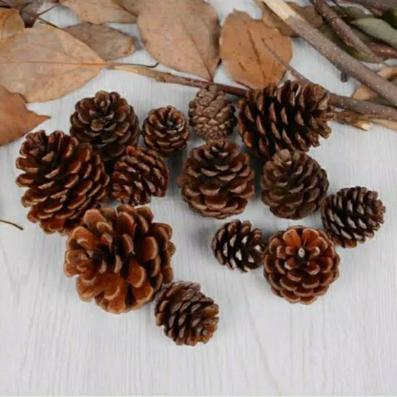 TERMURAH Bunga Biji Pinus KERING RUSTIC Tersedia Ukuran Kecil, Sedang dan Besar  Bahan