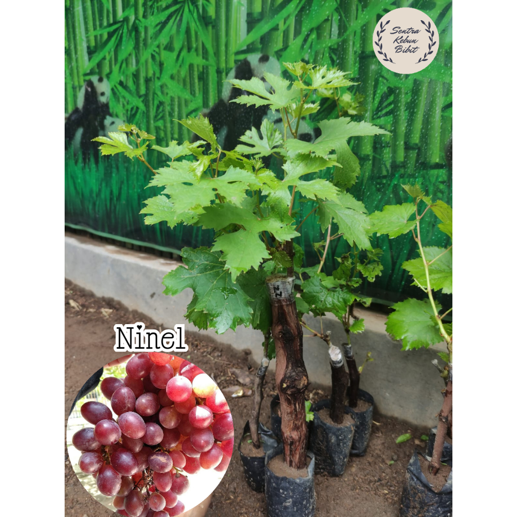 BIBIT ANGGUR IMPOR NINEL ASLI GRAFTING BATANG SUPER BESAR BONUS ANGGUR LOKAL
