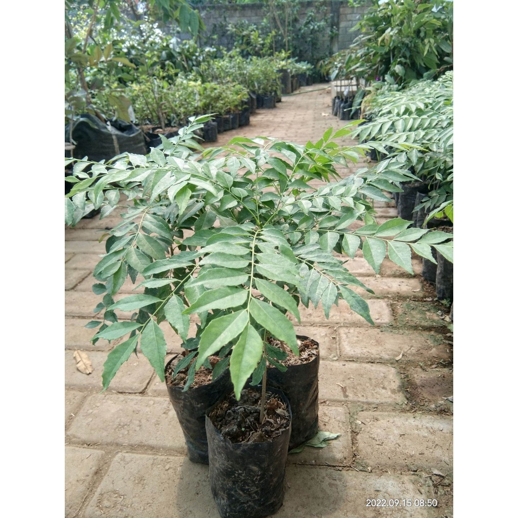 Bibit Tanaman Daun Kari