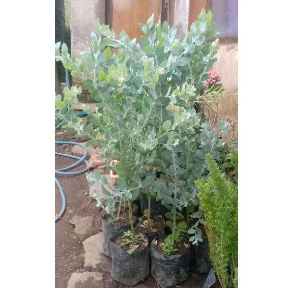 Memusa Silver Grey, Tanaman Hias Memusa, Acacia Podalyriifolia (tinggi 1meter) Rimbun