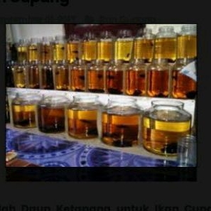 Air Daun Ketepeng / Ketapang Untuk Ikan Cupang
