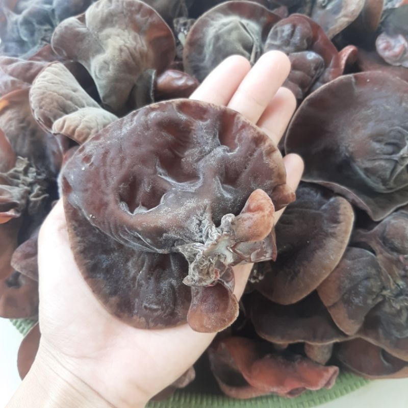 

Jamur Kuping Segar 500 gram Kusus Area Kota Palembang