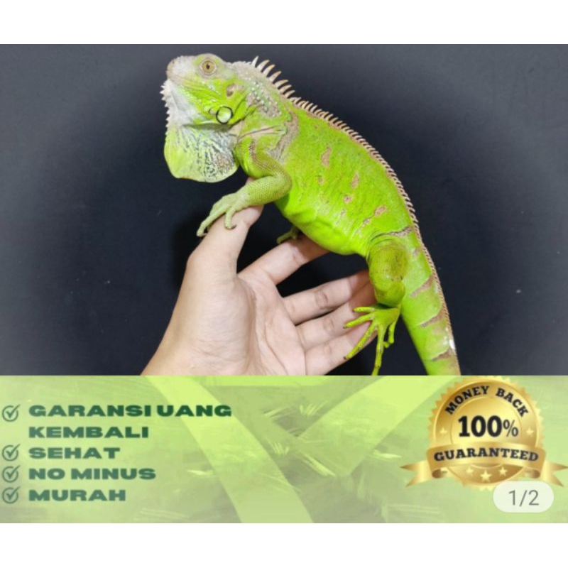 iguana remaja jinak ukuran 70cm + free vitamin iguana