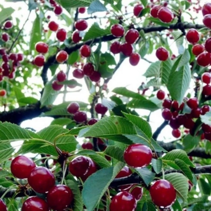 Bibit Cherry Jepang dan Vietnam Super Hasil Stek Asli Buatan Sendiri
