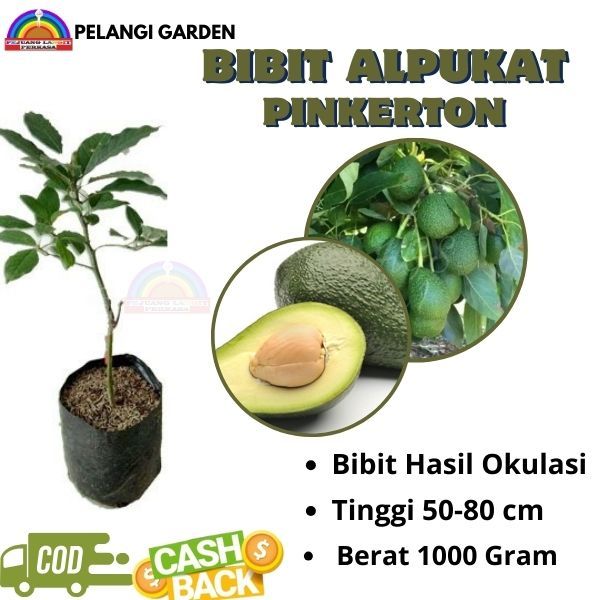 Bibit Alpukat Pinkerton, Bibit Alpukat Unggulan, Bibit Alpukat Berbuah