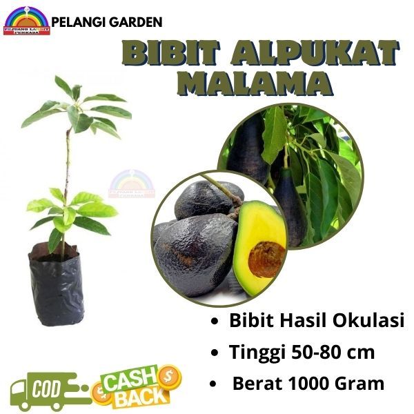 Bibit Alpukat Malama, Bibit Alpukat Malama Jumbo, Bibit Alpukat Berkualitas