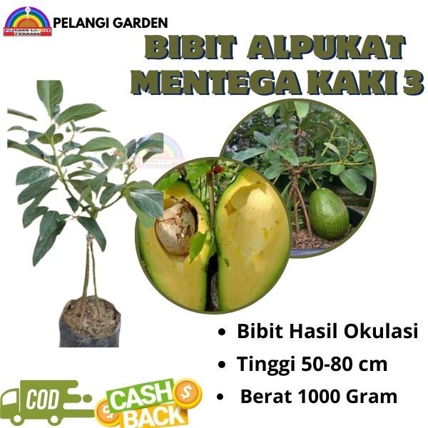 Bibit Alpukat  Mentega Kaki 3, Bibit Alpukat  Mentega Berbuah, Bibit  Alpukat Unggul