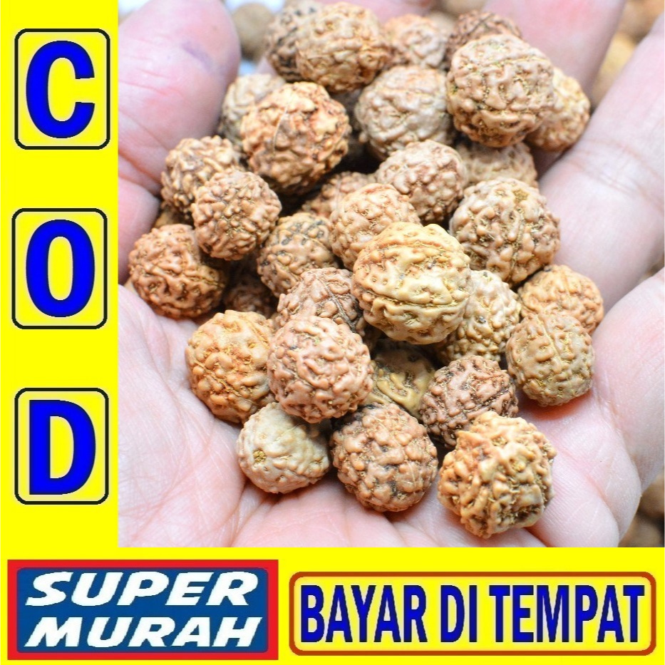 TERMURAH 500GR BIJI JENITRI SISA EKSPORT Untuk Kerajinan Setengah Kilo Rudraksha Genitri Jenitri Ala