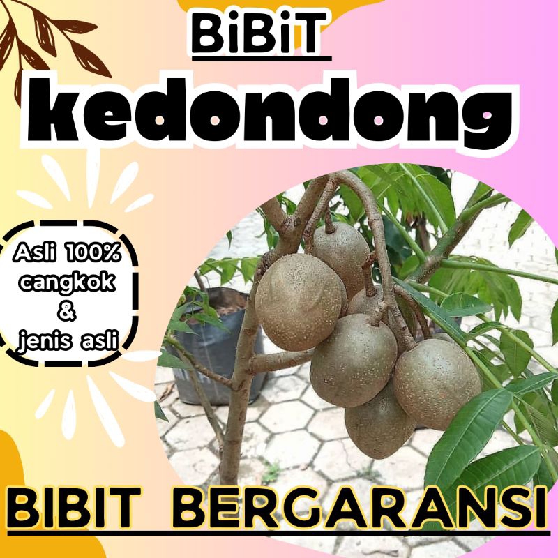 bibit kedondong asli cangkokan cepat berbuah