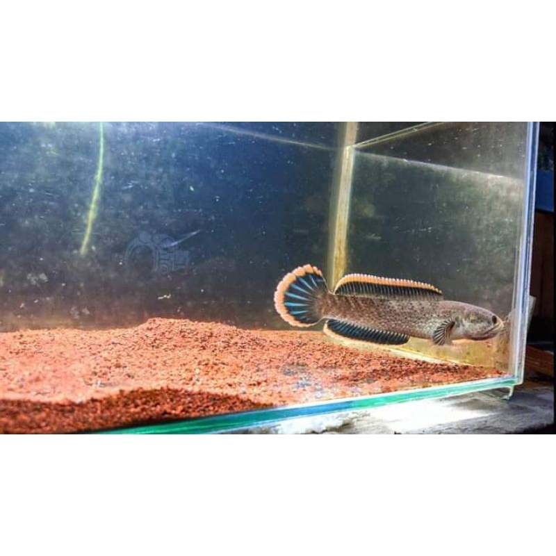 promo channa limbata jumbo rim super tebal