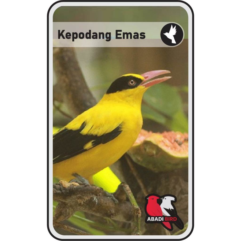 Burung Kepodang Emas Jawa Bandung