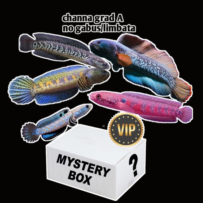 box mistery channa grad A 2e