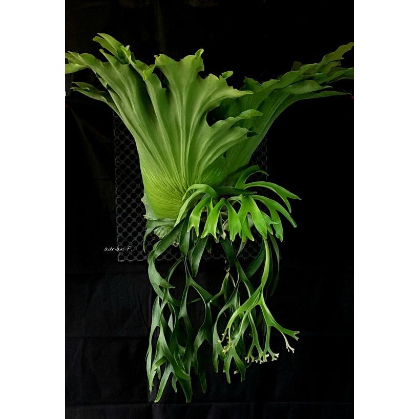 Tanaman Hias Platycerium Coronarium