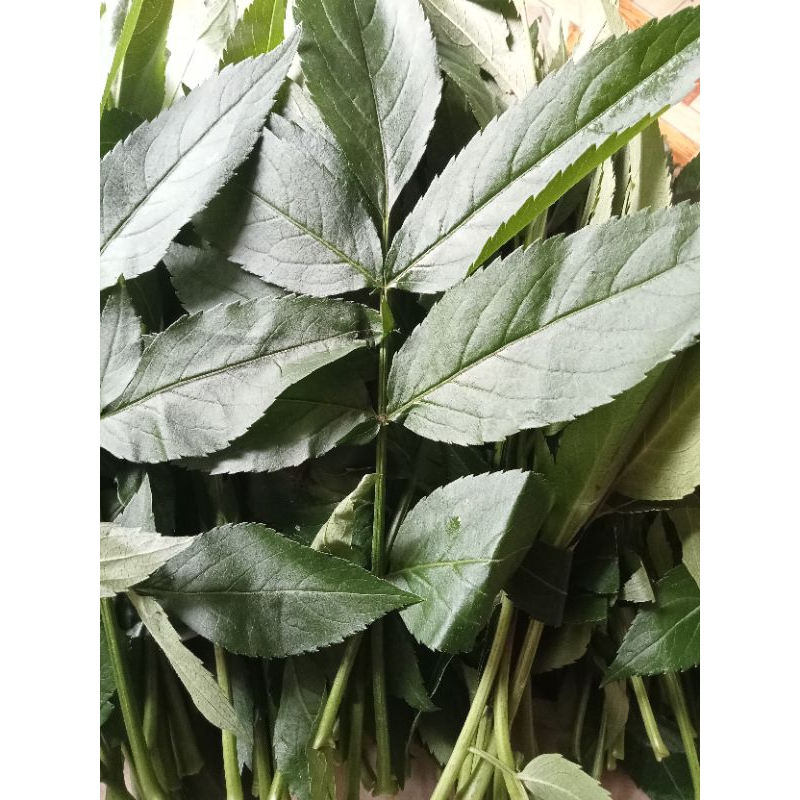 

Daun Sangitan segar 250 gr