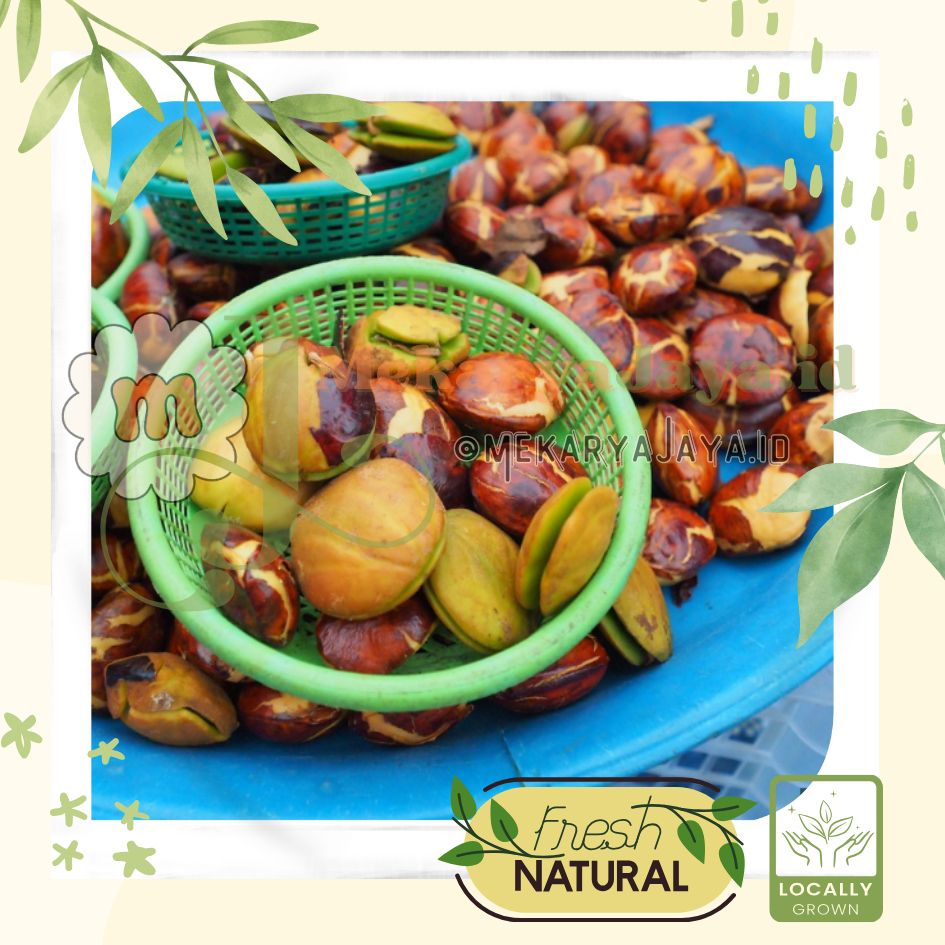 

[MJ-Fresh]- Jengkol / Jering