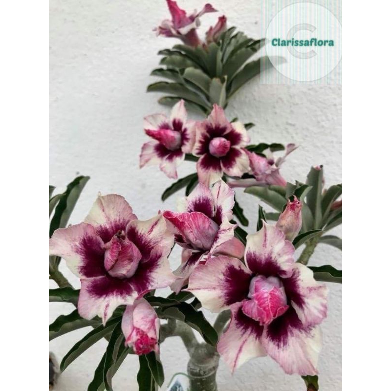 BUNGA ADENIUM TUMPUK KOMBINASI BEAUTY / POHON KAMBOJA JEPANG TUMPUK