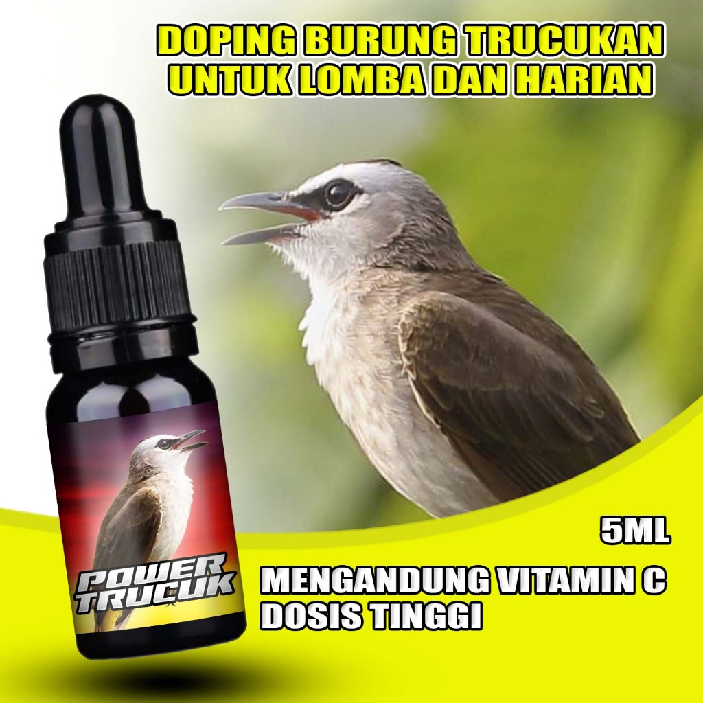 Power Trucuk | Vitamin doping burung trucuk trucukan harian dan lomba cepat gacor meningkatkan menta