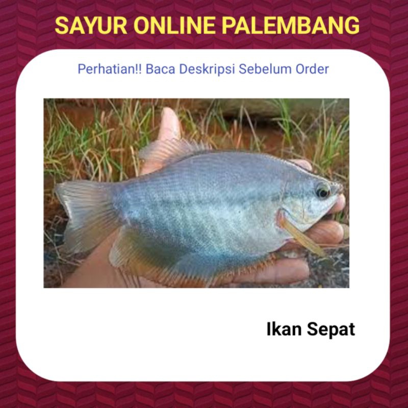 

Ikan Sepat Sungai Segar - Pasar Toko Tukang Sayur Segar Ikan Online Palembang