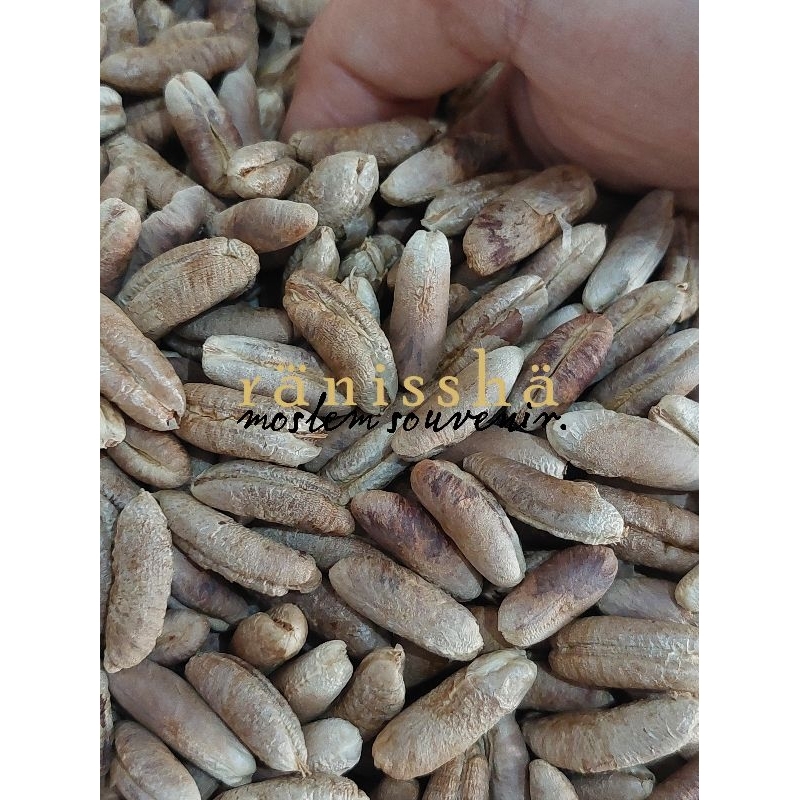 

BIJI KURMA KERING BERSIH 1 KG BIBIT KURMA