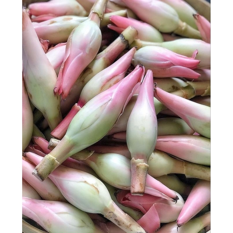 

Bunga Kecombrang segar 1/2 Kilogram