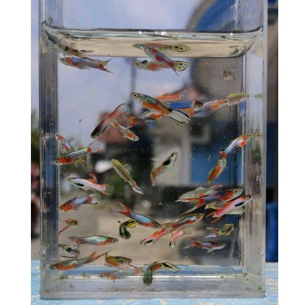 hiasan aquascape ikan endler jantan grade B akuarium