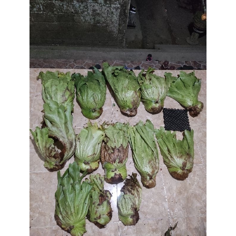 platycerium grande/wandae cabutan murah