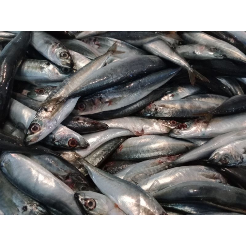 

Ikan Serai 500 gram || 1 Kilogram