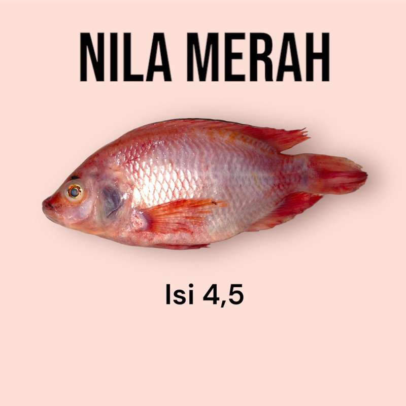 

ikan nila merah isi 4