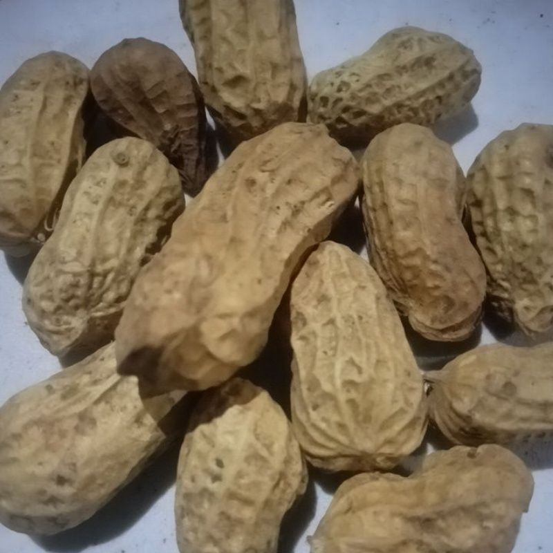 

Kacangkulit sangrai gurih