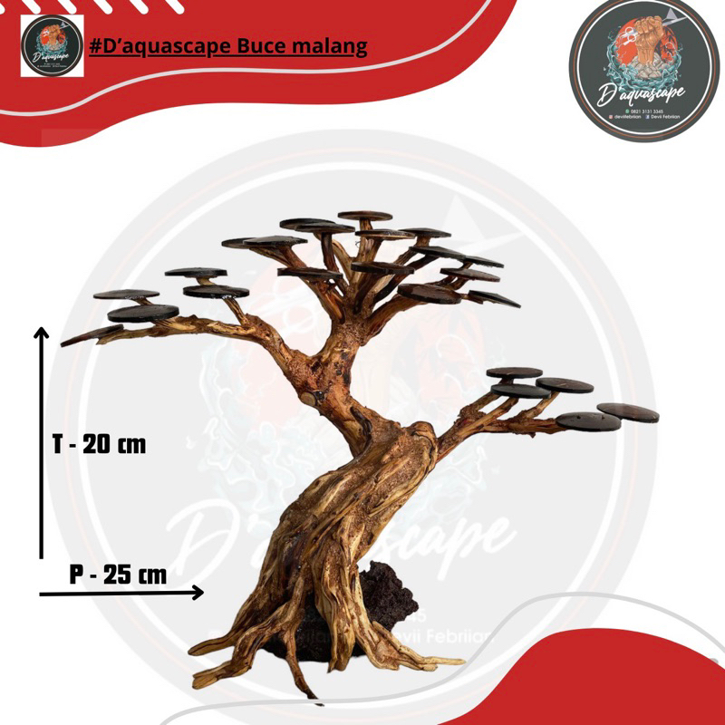 Bonsai aquascape mini murah Berkarakter Kualitas no.1