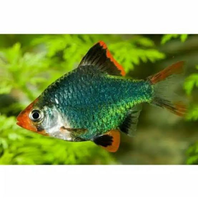 IKAN HIAS SUMATRA BARB / IKAN HIAS TIGER BARB
