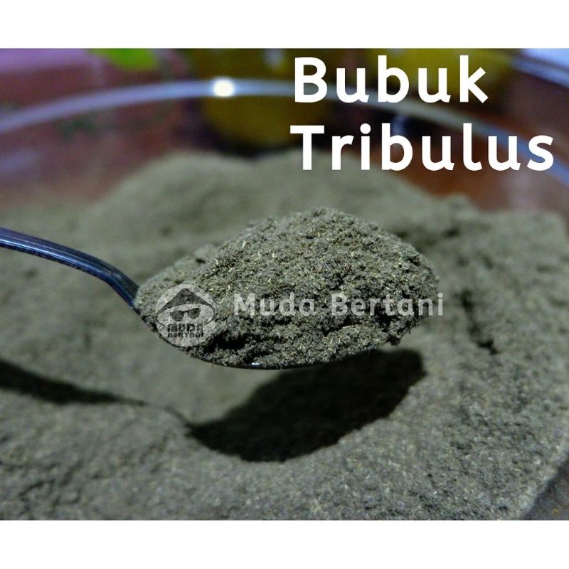 

Tribulus Terrestris Bubuk 100 gram