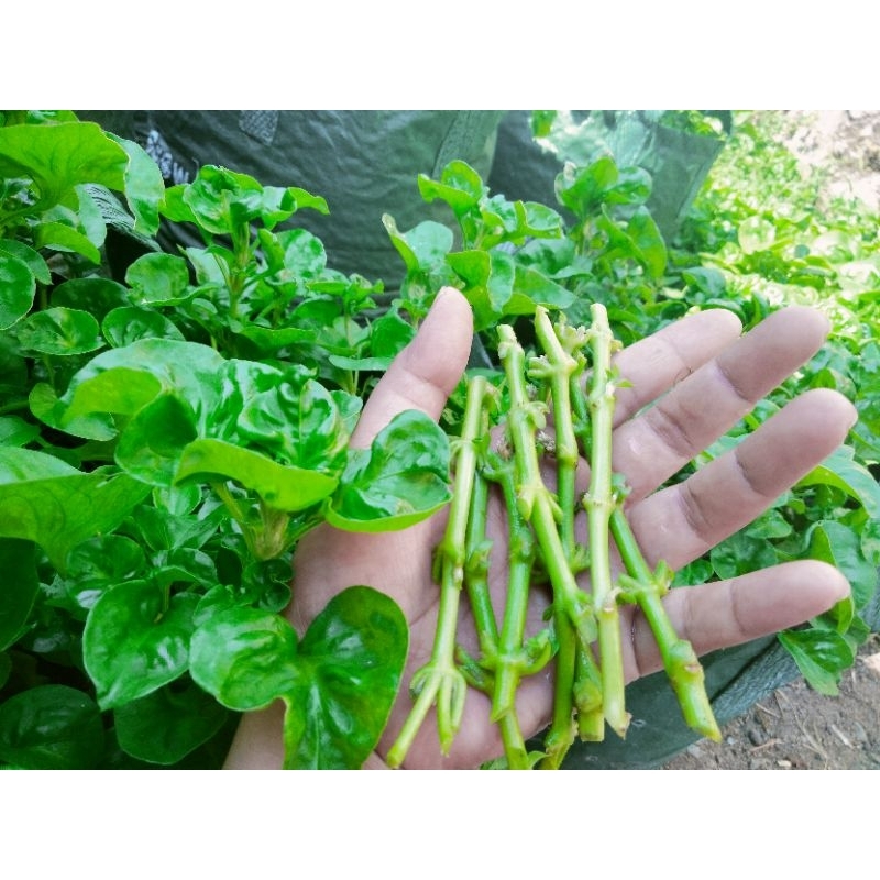 Stek batang Bibit bayam Brazil / Supermourahh bibit bayam Brazil super