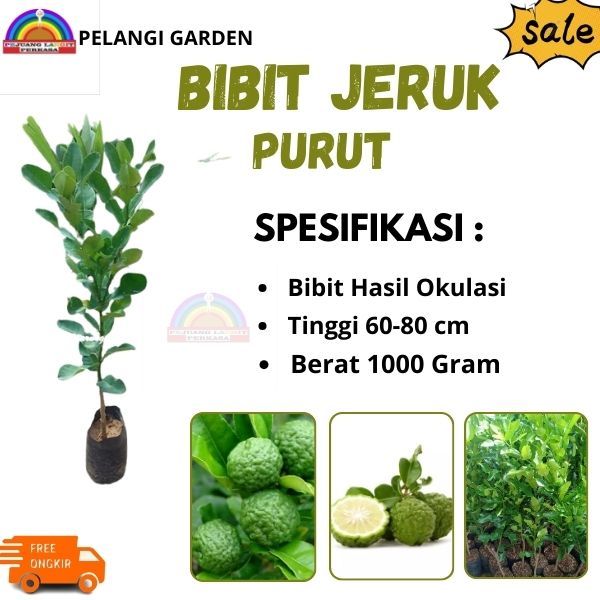 Bibit Jeruk Purut, Pohon Jeruk Purut Unggul, Bibit Jeruk Purut Cepat Berbuah