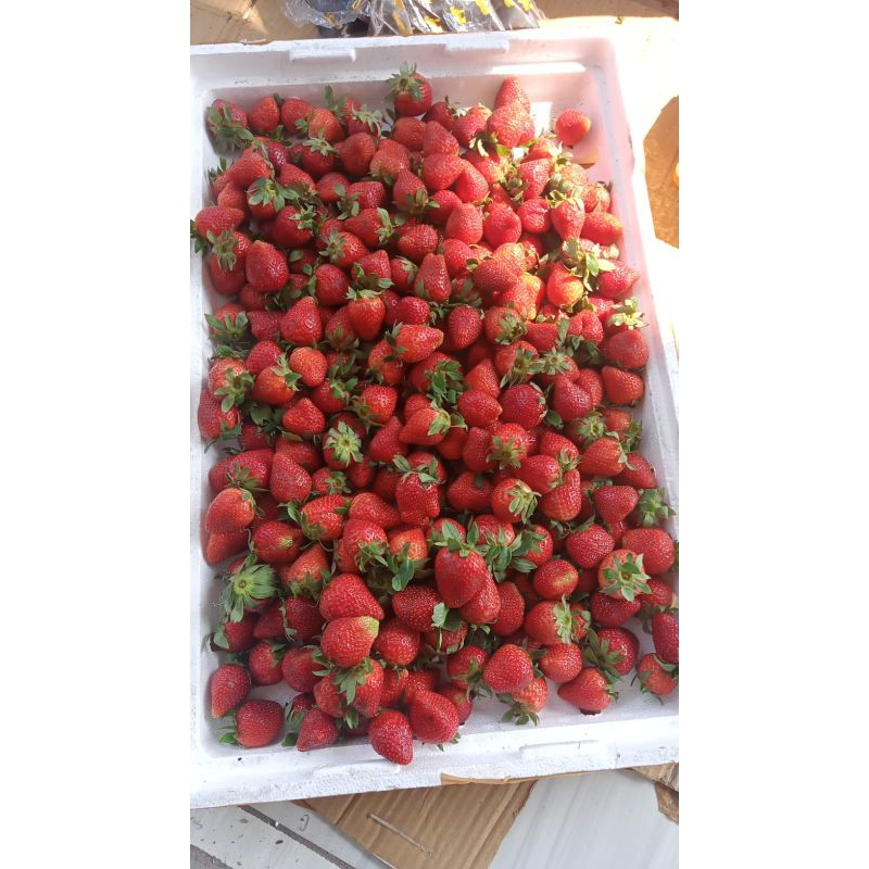 

STRAWBERRY FRESH ASLI CIWIDEY BANDUNG