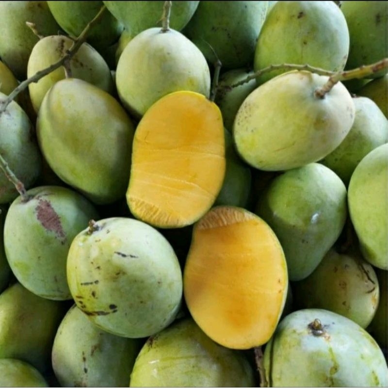 

mangga 2