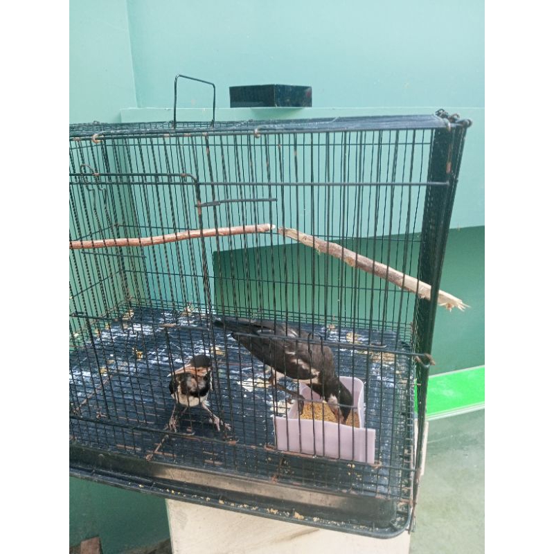 Anakan Jalak Suren Mandiri