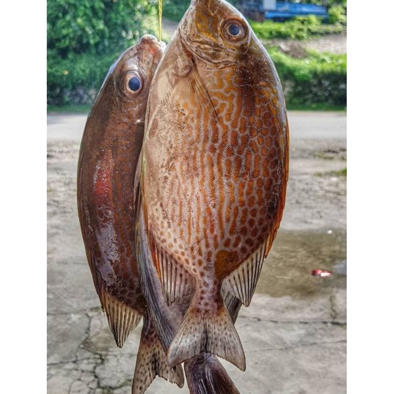 

ikan baronang