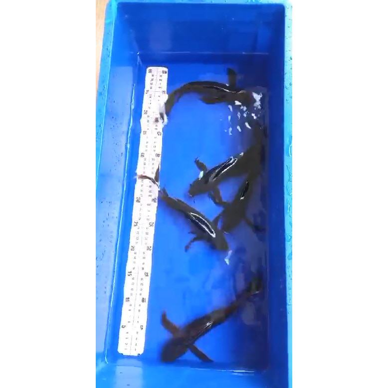 Koi Karasi Hitam Slayer / Kumpay / Black Karasi Slayer  25 Cm Up