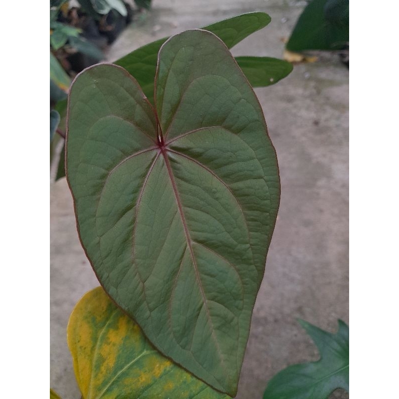 anthurium papilaminum x red stem