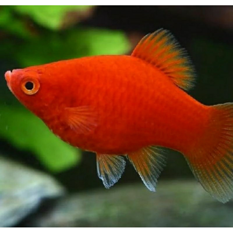 platy blood red berkualitas